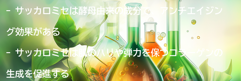 サッカロミセが持つアンチエイジング効果とは?の要点まとめ