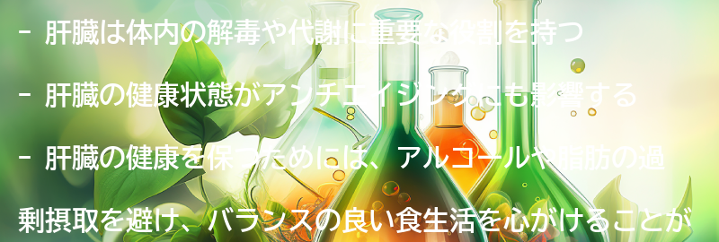 肝臓の役割とアンチエイジングへの影響の要点まとめ
